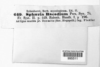 Lasiosphaeria racodium image